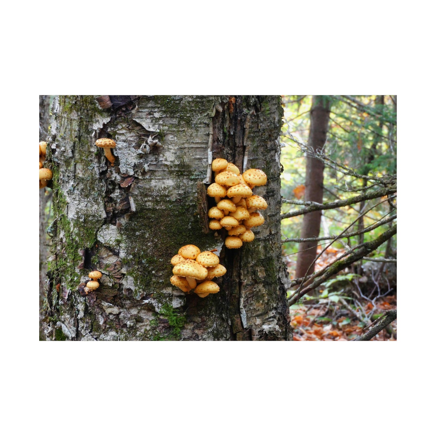 Forest Mushrooms Photograph Matte Horizontal Poster