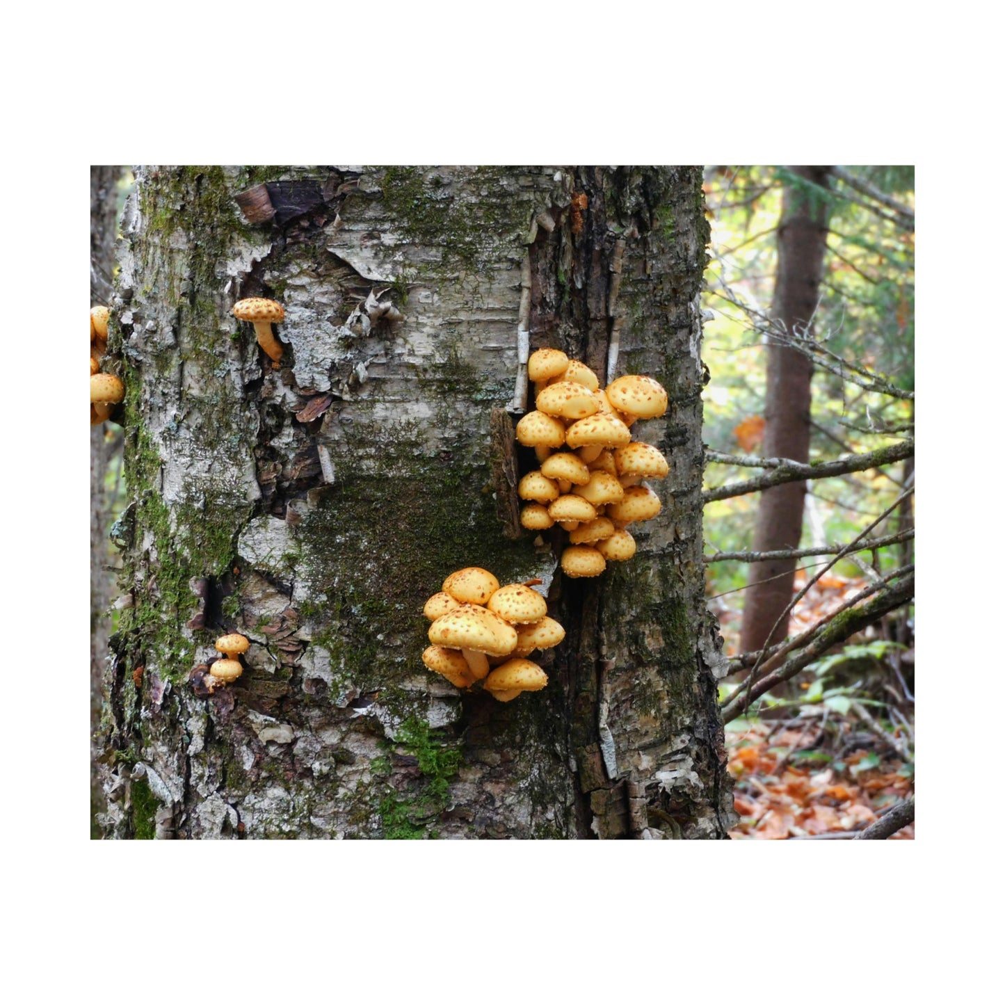 Forest Mushrooms Photograph Matte Horizontal Poster