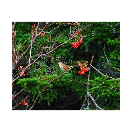 Vermont Forest Bird and Berries Matte Photo Poster