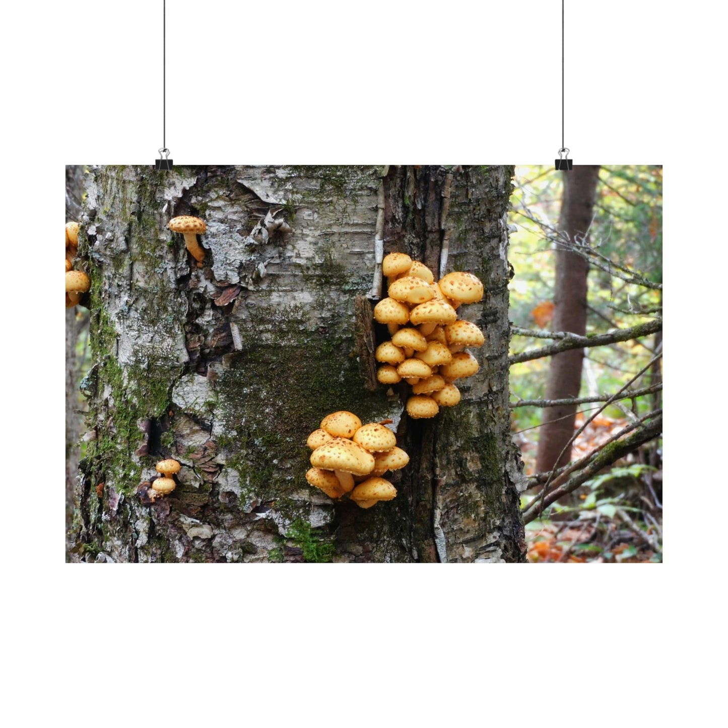 Forest Mushrooms Photograph Matte Horizontal Poster