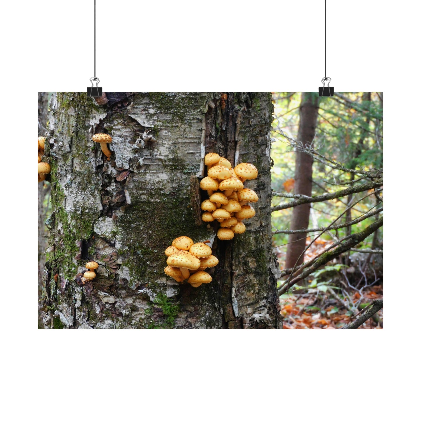 Forest Mushrooms Photograph Matte Horizontal Poster