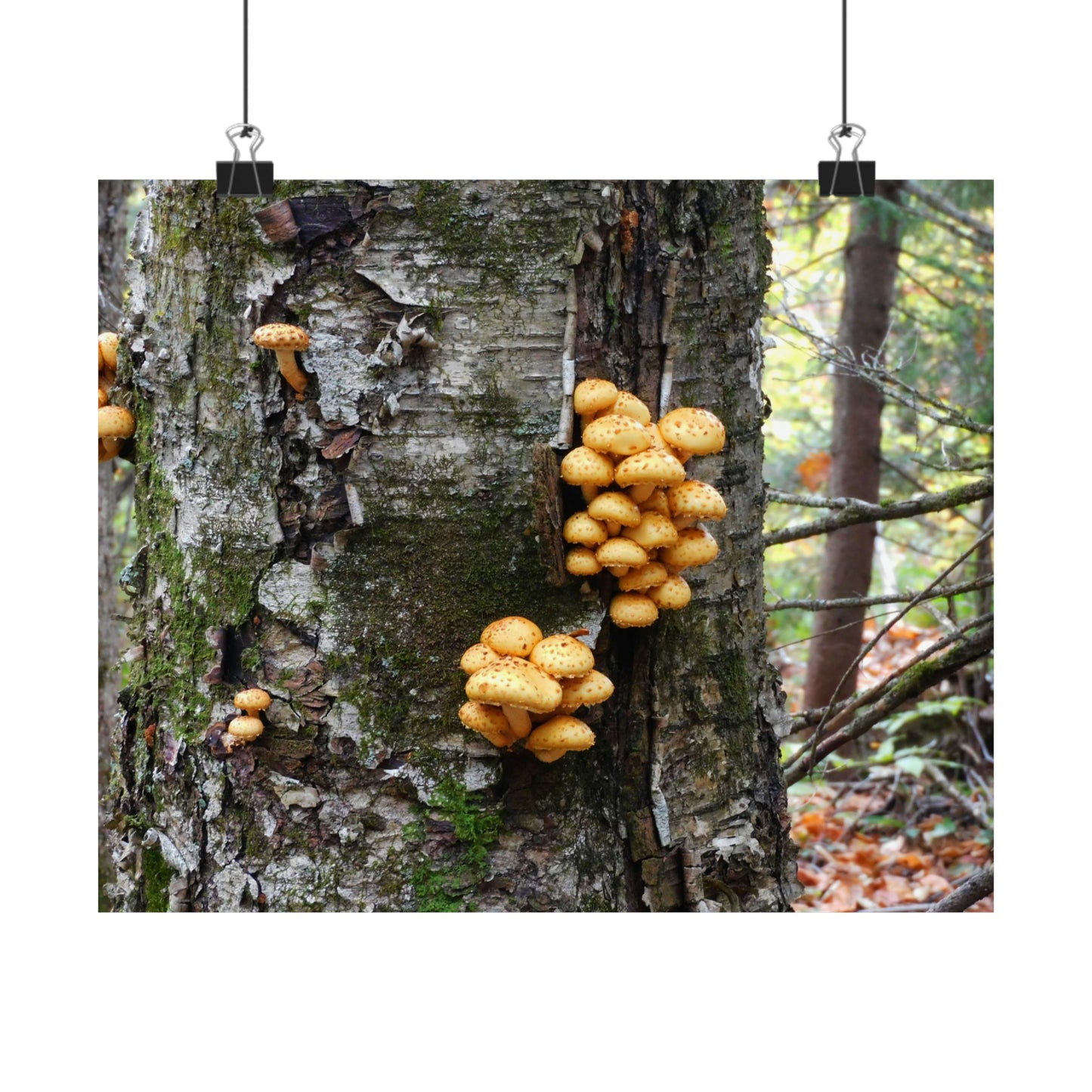 Forest Mushrooms Photograph Matte Horizontal Poster