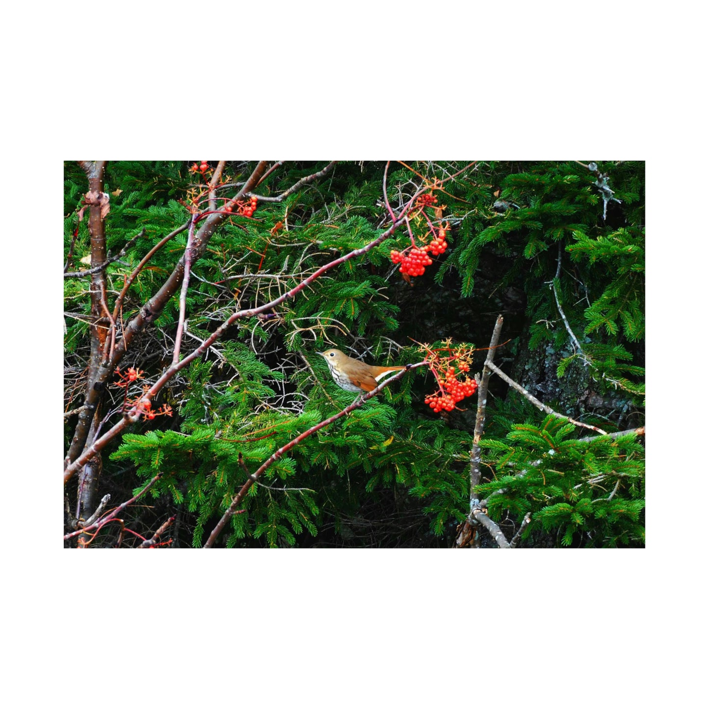 Vermont Forest Bird and Berries Matte Photo Poster