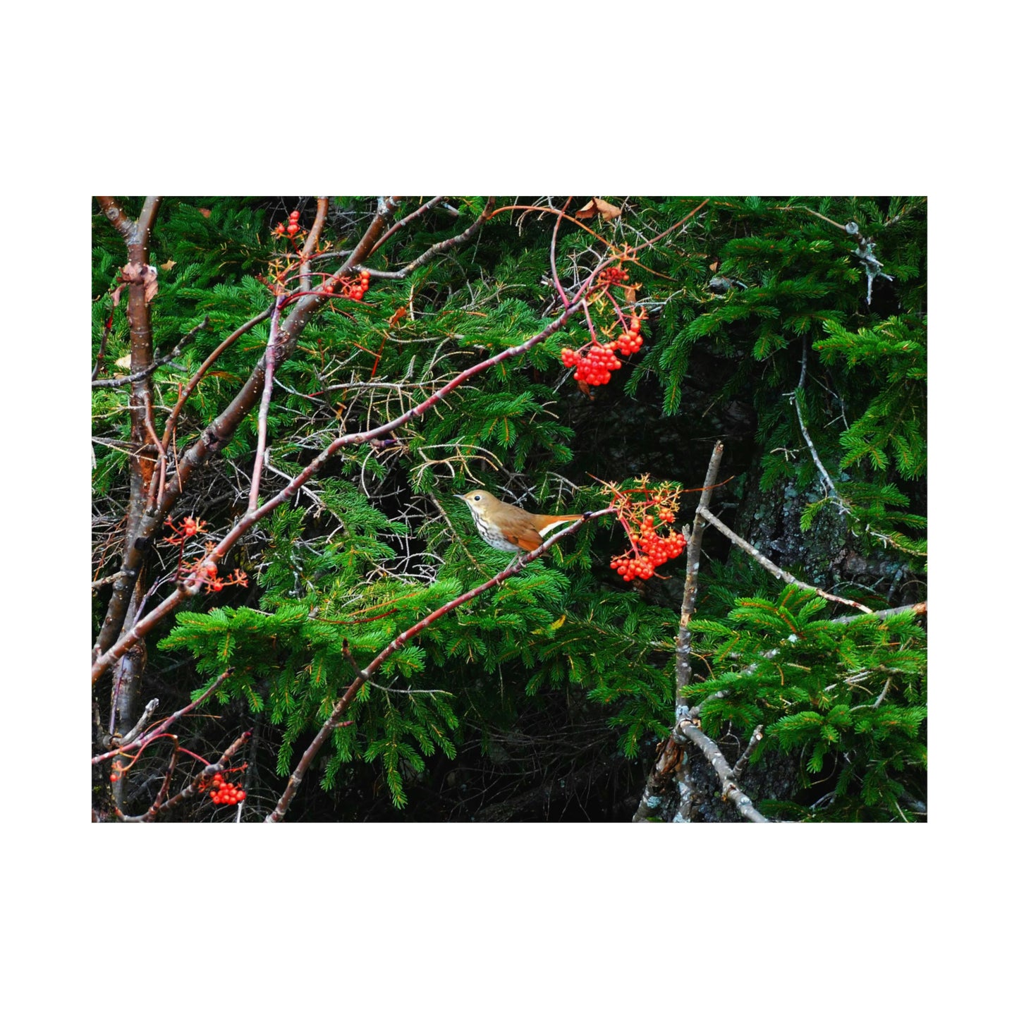 Vermont Forest Bird and Berries Matte Photo Poster